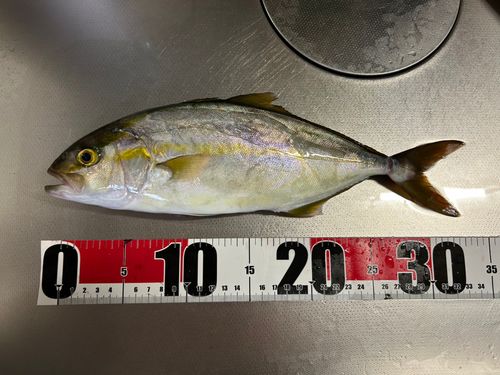ショゴの釣果