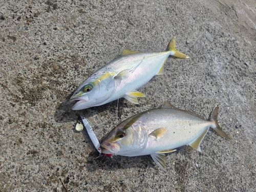ショゴの釣果