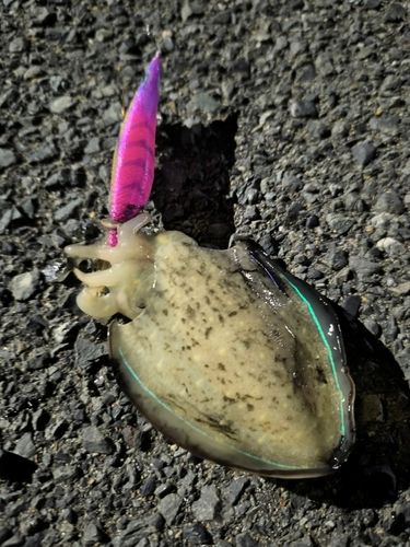 コウイカの釣果