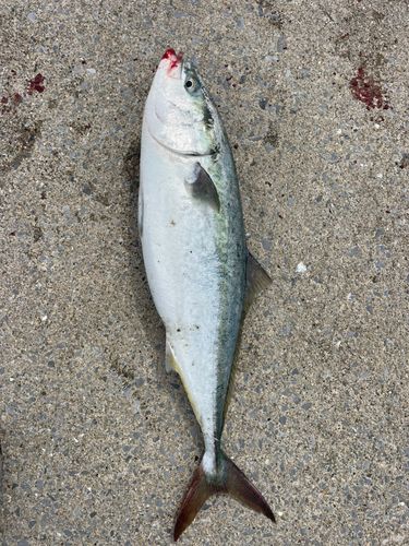 函館湾