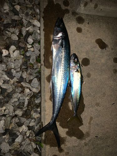 サゴシの釣果