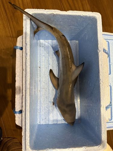 ネムリブカの釣果