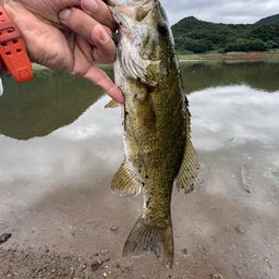 スモールマウスバス