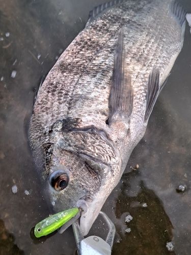 大村湾（北部）