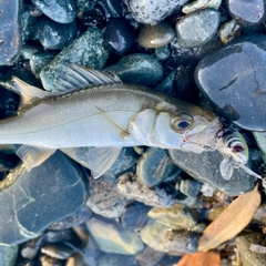 セイゴ(ヒラスズキ)の釣果