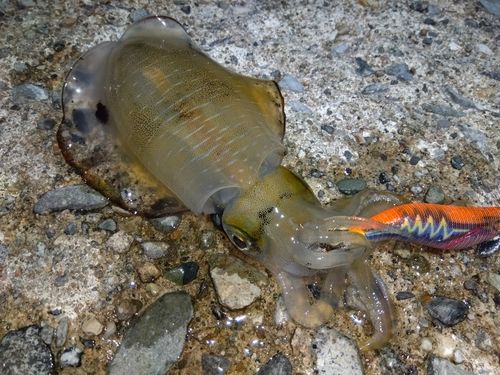 アオリイカの釣果