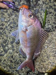 キジハタの釣果