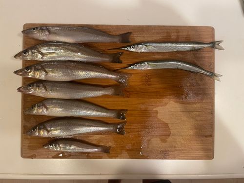 サヨリの釣果