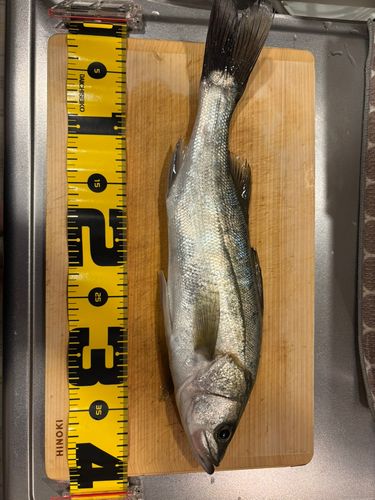 フッコ（タイリクスズキ）の釣果