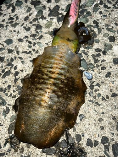 アオリイカの釣果