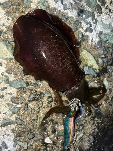 アオリイカの釣果