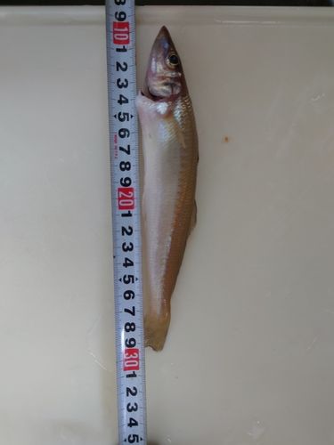キスの釣果