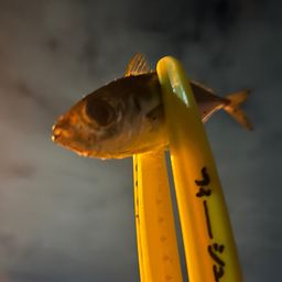 アジ
