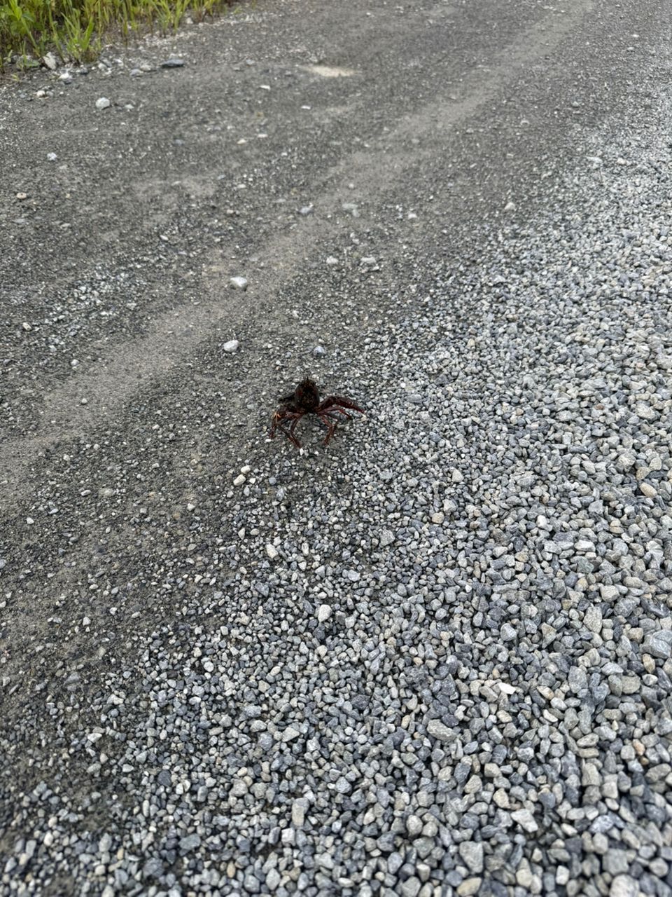 マゴチ