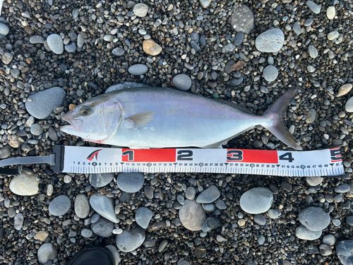 ショゴの釣果