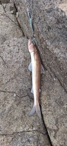 エソの釣果