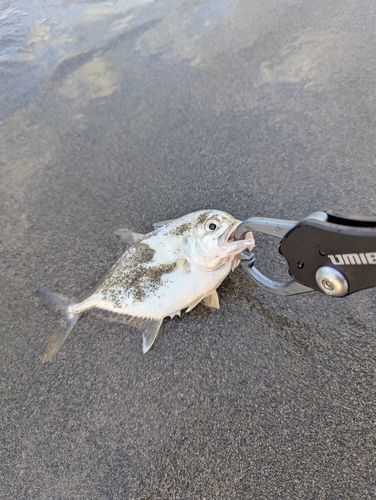 メッキの釣果
