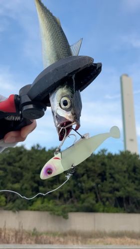 南港魚つり公園