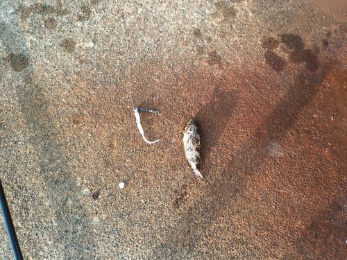 クロソイの釣果
