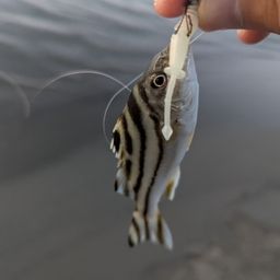 コトヒキ