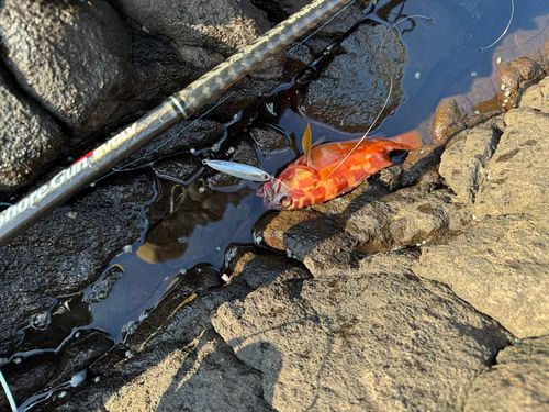 アカハタの釣果