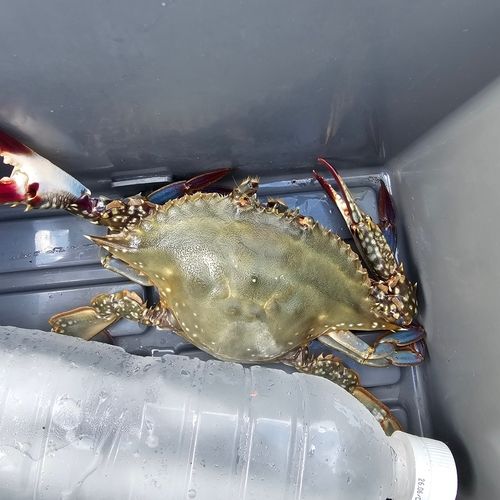 ガザミの釣果
