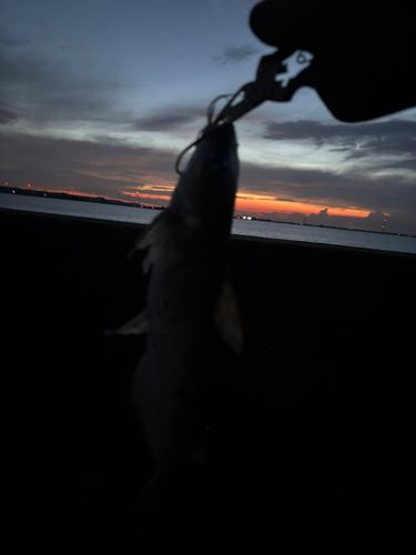 外浪逆浦