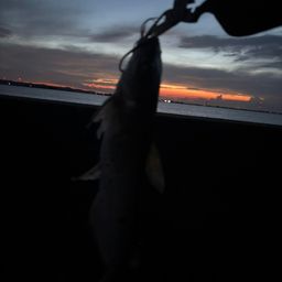 アメリカナマズ