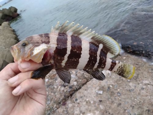 アオハタの釣果