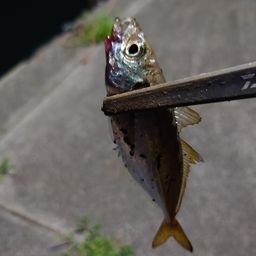 アジ