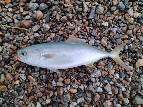 ツバイソの釣果