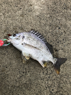 キビレの釣果
