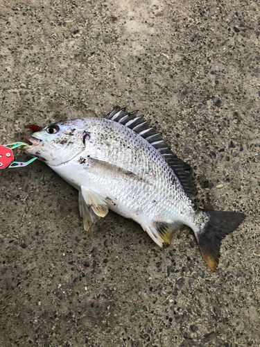 太田川今之浦川合流