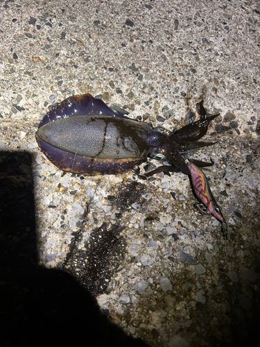 伊勢湾