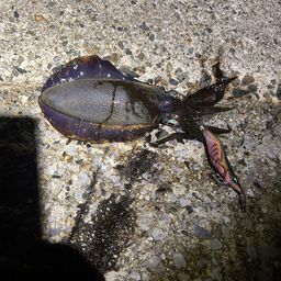 アオリイカ