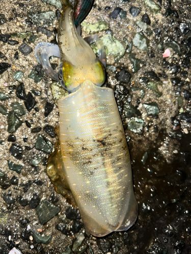 アオリイカの釣果