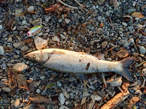 ウグイの釣果