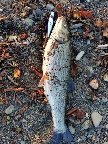 ウグイの釣果