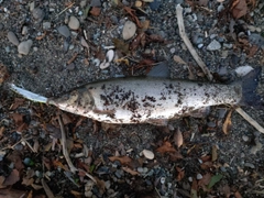 ウグイの釣果