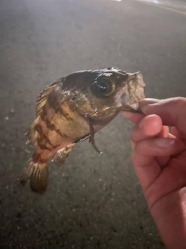 メバルの釣果