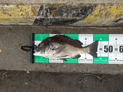 チヌの釣果