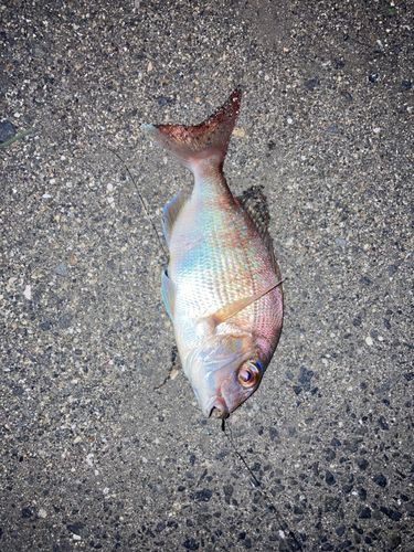タイの釣果