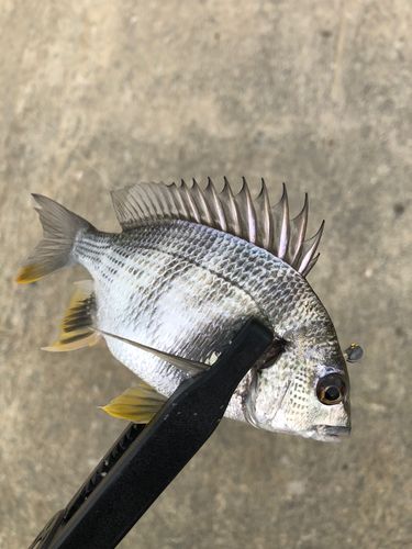 キビレの釣果
