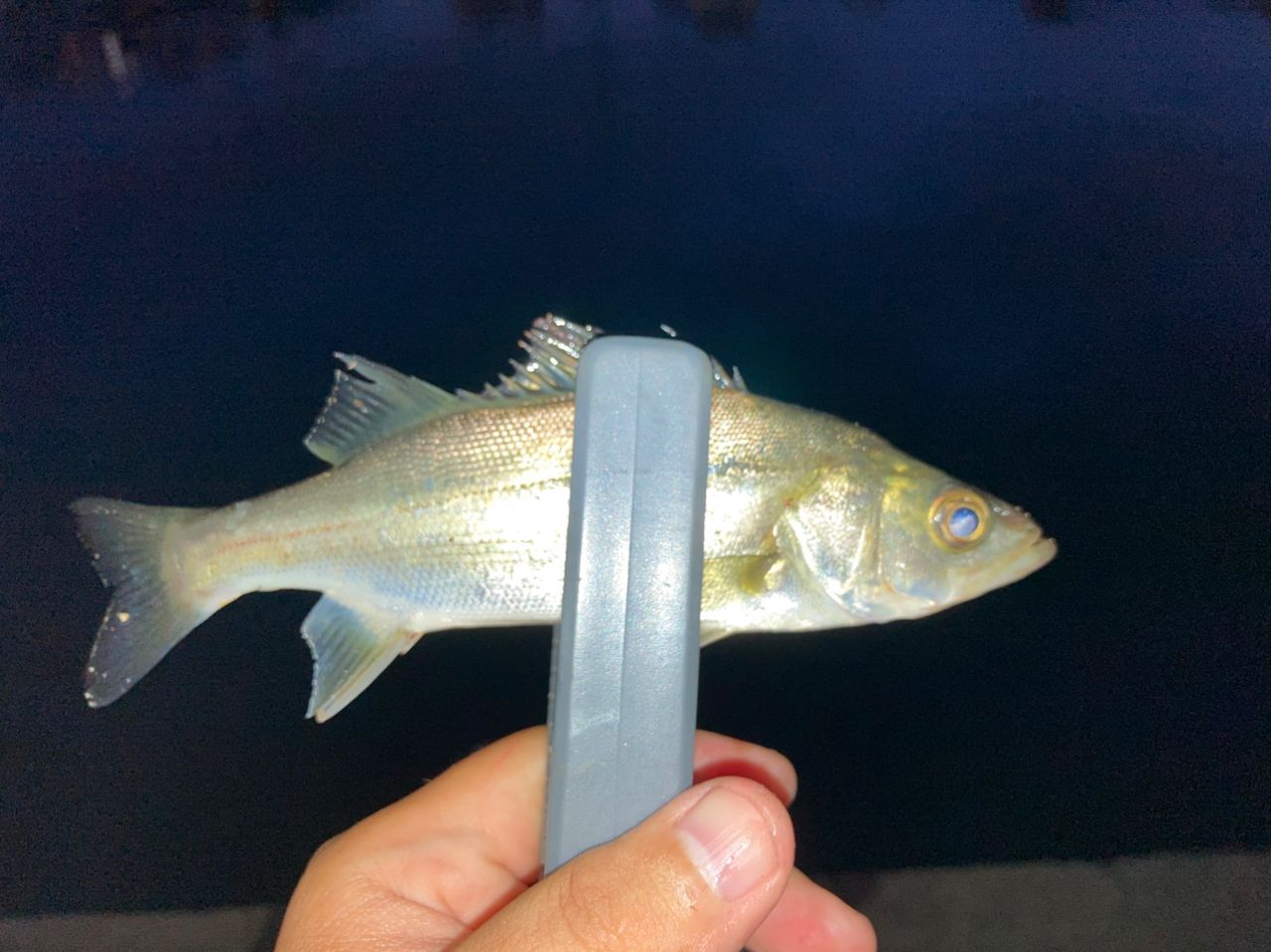 セイゴ（マルスズキ）