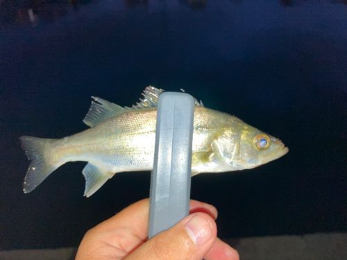 セイゴ（マルスズキ）の釣果