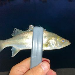 セイゴ（マルスズキ）