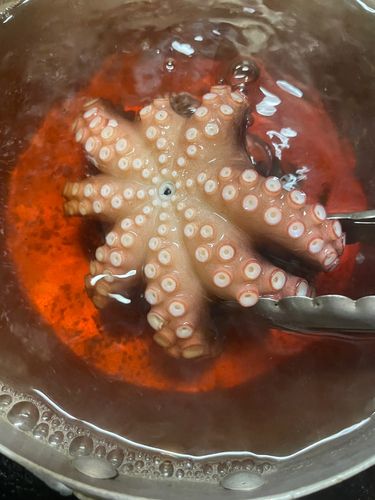 ミズダコの釣果