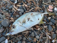 メッキの釣果