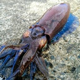 アオリイカ