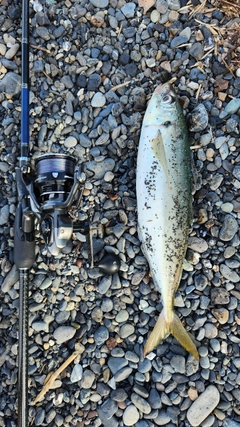 アオアジの釣果